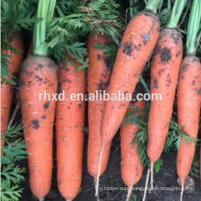 2017 new crop fresh carrot for hot sale